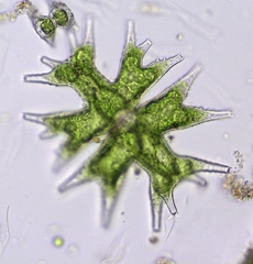 Micrasterias mahabuleshwarensis
