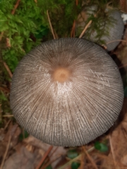 Coprinopsis alopecia
