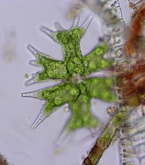 Micrasterias mahabuleshwarensis
