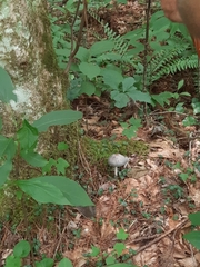 Coprinopsis alopecia