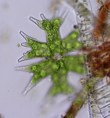 Micrasterias mahabuleshwarensis