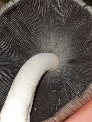 Coprinopsis alopecia