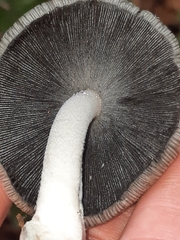 Coprinopsis alopecia