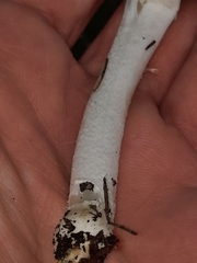 Coprinopsis alopecia