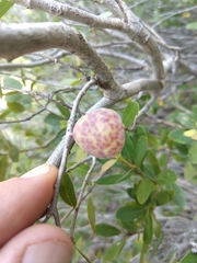 Andricus vacciniifoliae