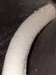 Coprinopsis alopecia