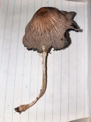 Coprinopsis alopecia