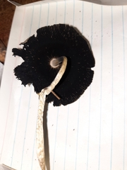 Coprinopsis alopecia