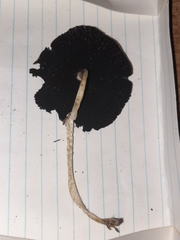 Coprinopsis alopecia