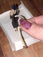 Coprinopsis alopecia