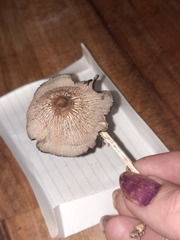 Coprinopsis alopecia