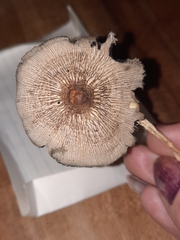 Coprinopsis alopecia