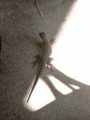 Sceloporus occidentalis