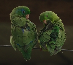 Forpus conspicillatus