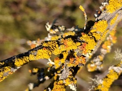 Caloplaca microphyllina image