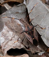 Poecilometis calidus