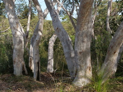 Eucalyptus racemosa