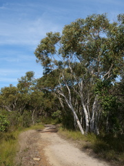Eucalyptus racemosa