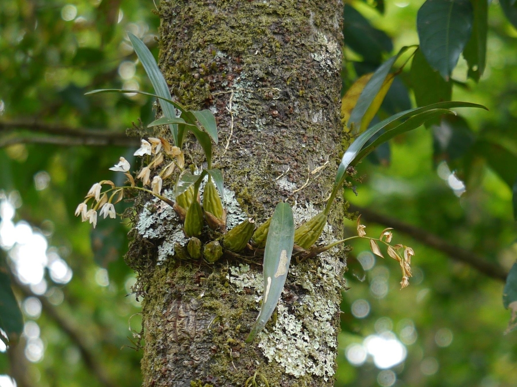 Coelogyne breviscapa