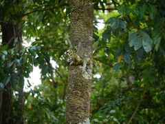 Coelogyne breviscapa