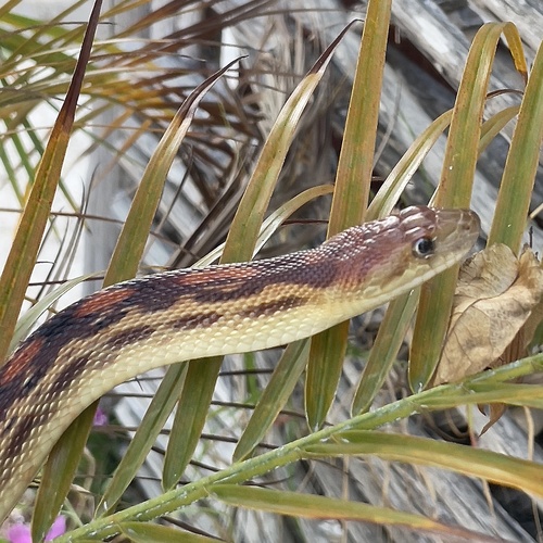 Cape Gopher Snake