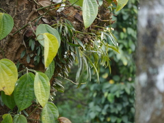 Coelogyne breviscapa
