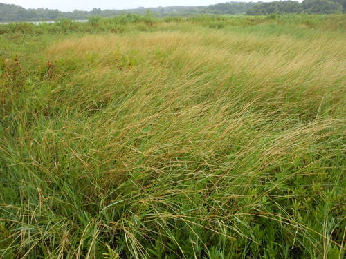 Egyptian Panicgrass