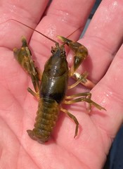 Cambarus andersoni
