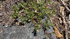 Arctostaphylos nevadensis