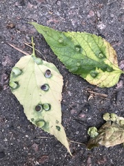 Pachypsylla celtidismamma