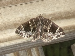 Gandaritis atricolorata