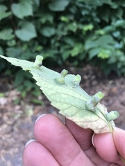 Pachypsylla celtidismamma