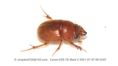 Codocera ferruginea