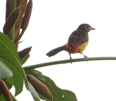 Ramphocelus flammigerus