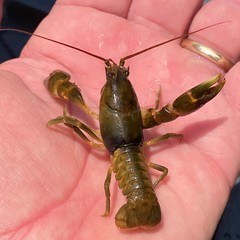 Cambarus andersoni
