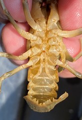 Cambarus andersoni
