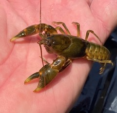 Cambarus andersoni