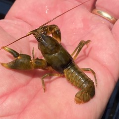 Cambarus andersoni