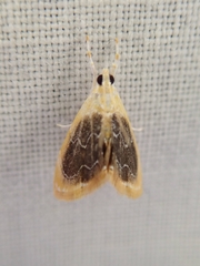 Glaphyria fulminalis