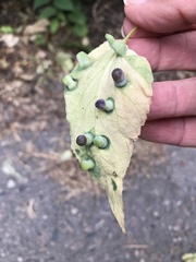 Pachypsylla celtidismamma