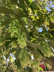 Carpinus japonica