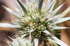 Eryngium aristulatum