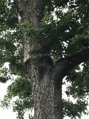 Pachypsylla celtidismamma