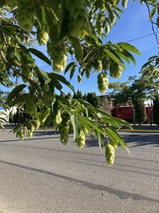 Carpinus japonica