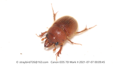 Codocera ferruginea