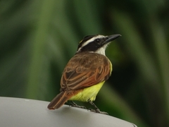 Pitangus sulphuratus