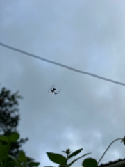 Mecynogea lemniscata