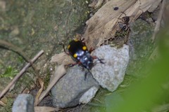 Eumorphus quadriguttatus pulchripes