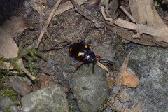 Eumorphus quadriguttatus pulchripes