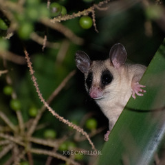 Gray Mouse Opossum photo 2